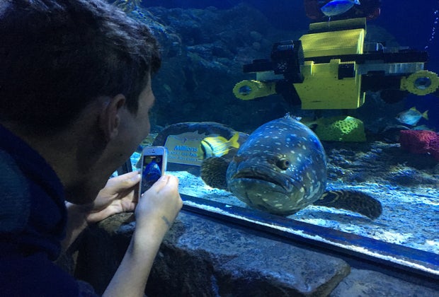 Sea Life Aquarium at Legoland
