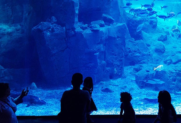Istanbul Aquarium