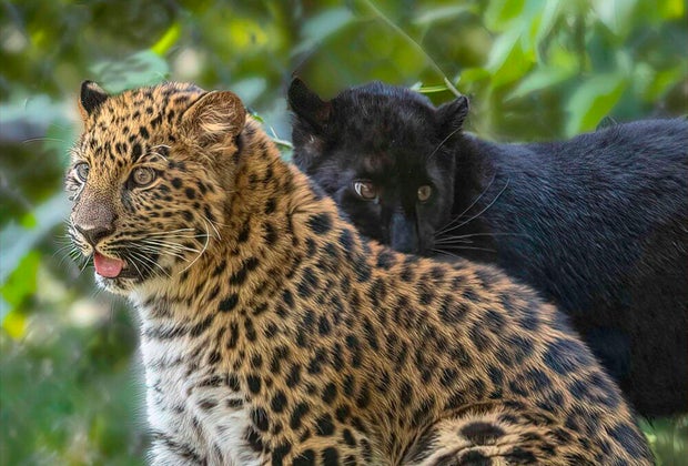 Image of Beardsley Zoo amur leopards in Connecticut.