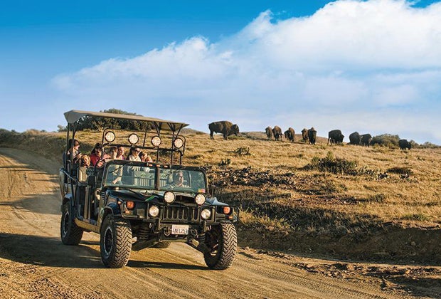 Take a trip to Catalina to see wild bison.