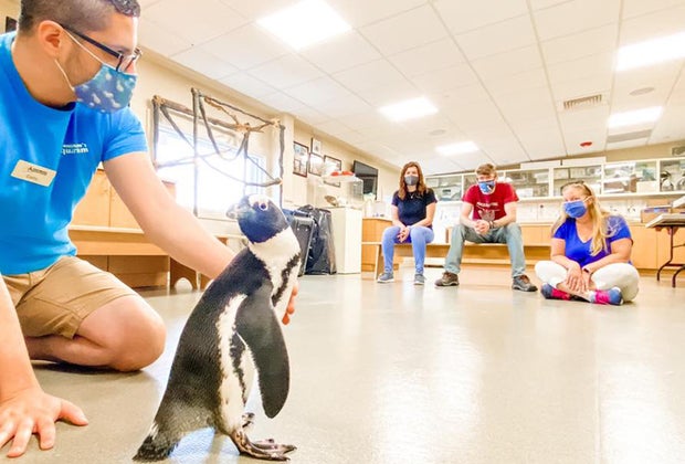 Jenkinson's Aquarium penguin show New Jersey Boarawalks