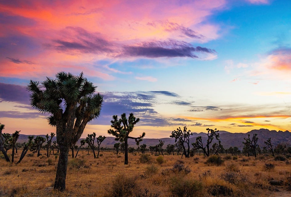 Visit National Parks in 2025 on Free National Park Entrance Days: Yellowstone, Zion, Acadia, and More Visit Joshua Tree National Park on one of the free admission days!