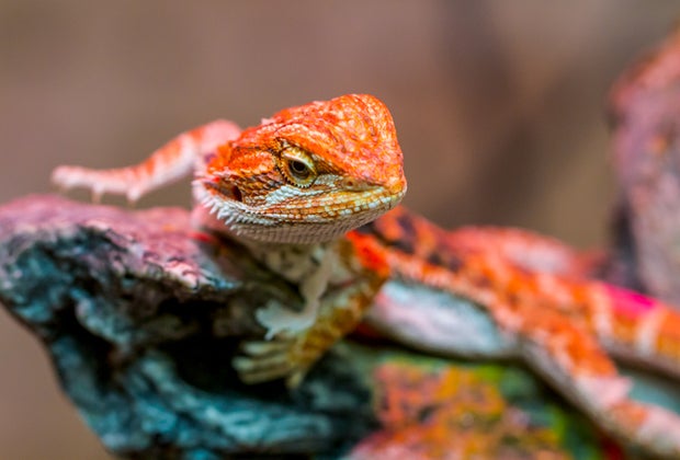 Best Pets for Kids: Bearded Dragons
