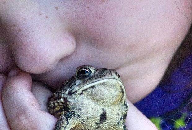California Fun Facts for Kids: No licking toads