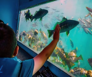 Get out on the water or go under the water. Photo courtesy of Redondo Beach Glass Bottom Boat Rides.