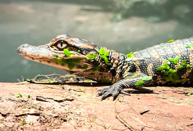 Visit all sorts of wildlife in the Joe Turner Nature Center. Photo courtesy of the Lake Houston Wilderness Park Facebook page