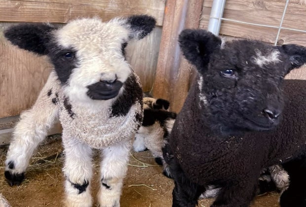 Meet the cutest little lambradoodles at Oasis Camel Dairy in Ramona, CA