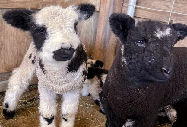 Meet the cutest little lambradoodles at Oasis Camel Dairy in Ramona, CA
