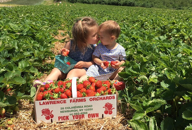 Strawberry picking at Lawrence Farm Orchards is a family-friendly affair