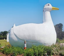 The Big Duck greets visitors to Long Island for fun photo-ops and duck-themed goodies in its gift shop. Photo by Gina Massaro