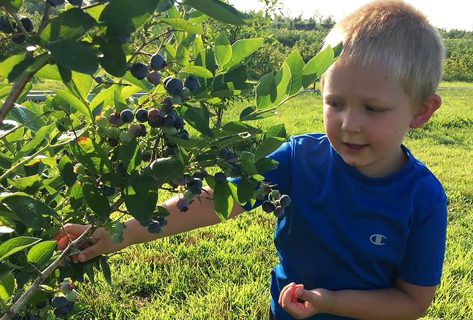 Come July, farm-fresh blueberries are ready for pick-your-own fun at Windy Acres Farm.