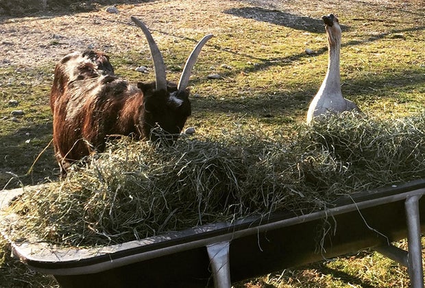 Goose and goat eating at The Lewis Oliver Farm and Sanctuary