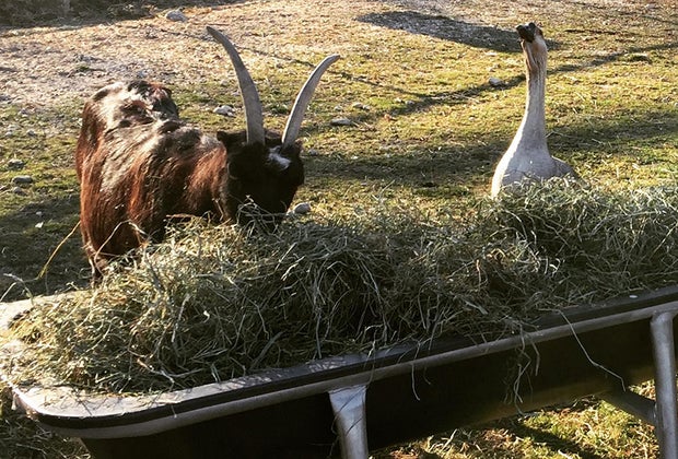 Goose and goat eating at The Lewis Oliver Farm and Sanctuary
