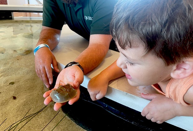 Jones Beach Energy and Nature Center : 100 Free Things To Do on Long Island with Kids