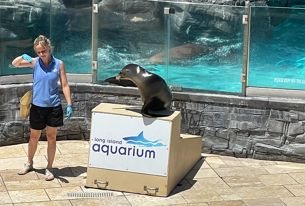 Long Island Aquarium Sea Lion Show