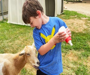 Everything is on the menu for the goats at the Animal Farm Petting Zoo in Manorville.