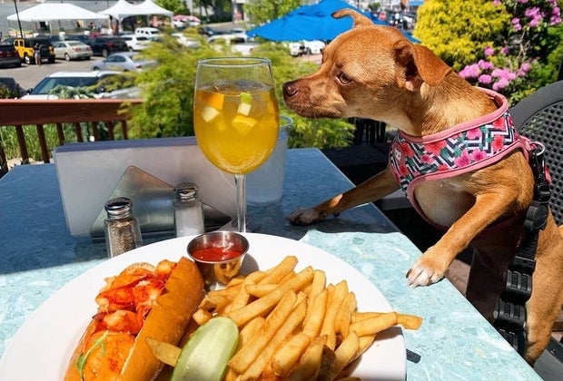 outdoor dining dog dining at a table