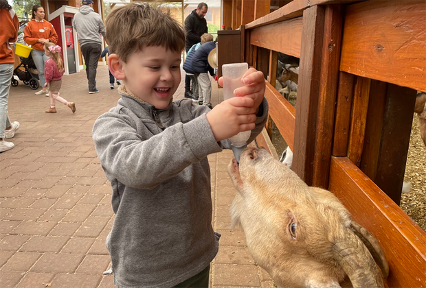 child bottle-feeding goat 