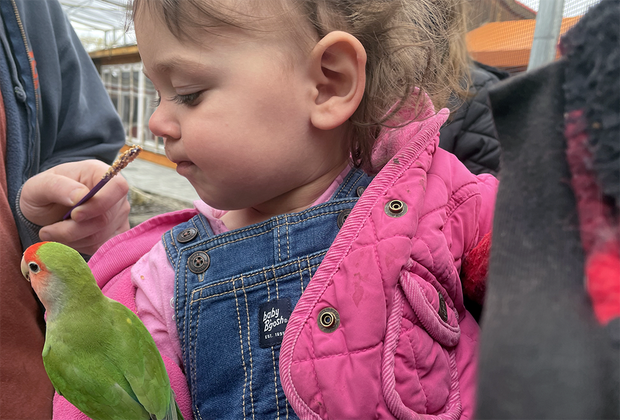 girl feeding a love bird