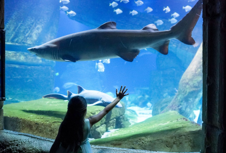 With the Downtown Deals Travel Pass, you’ll get discounts on family-friendly attractions like the Long Island Aquarium.