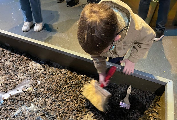 digging for fossils Dinosaurs Stomp and Roar at Long Island Children's Museum