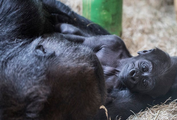 The Best Zoos and Aquariums for Chicago Kids: Lincoln Park Zoo