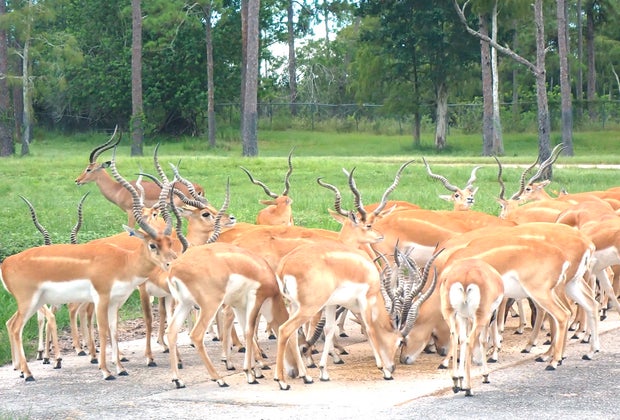 Antelope at Lion Country Safari
