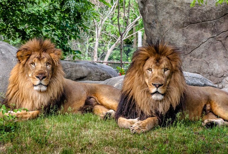 Celebrate World Lion Day at Franklin Park Zoo