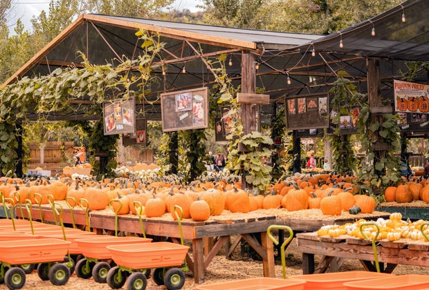 picture of Live Oak Canyon Pumpkin Farm