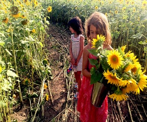 The Thompson Strawberry Farm in Bristol, Wisconsin. Photo by the author