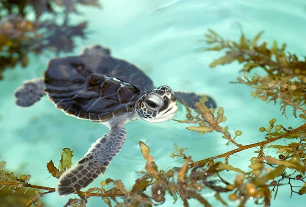West Palm Beach, Florida: Loggerhead Marinelife Center