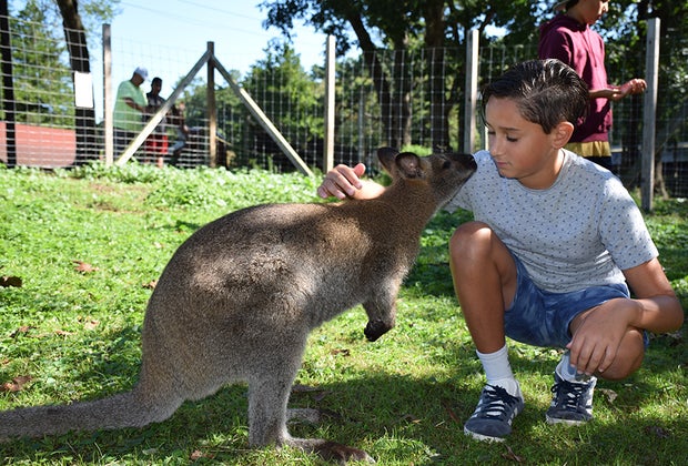 pet a kangaroo
