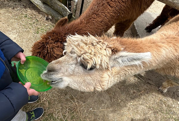 Long Island Game Farm: Kids feed alpacas