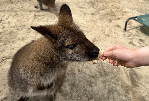 Long Island Game Farm: Feeding a wallaby