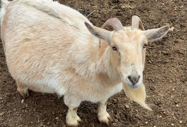 Visiting Harbes Family Farm with Kids: Farm animals goats