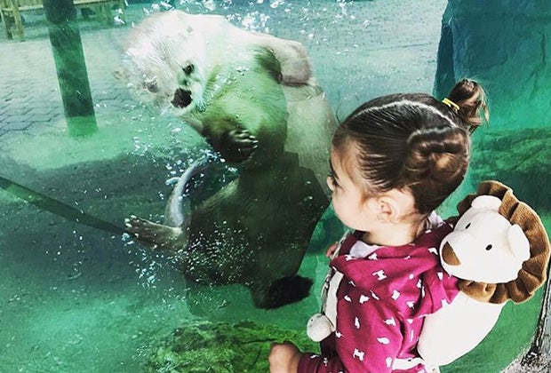 Introduce your toddler to the otters at the Long Island Aquarium.