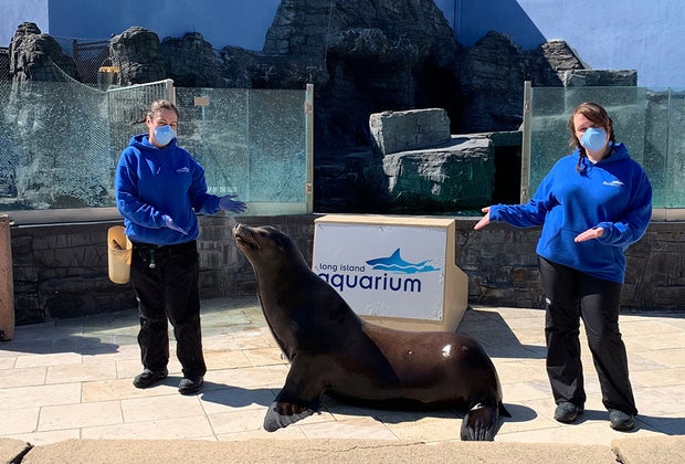 Trainers with the a Sea Lion at the Long Island Aquarium What's open Now Long Island