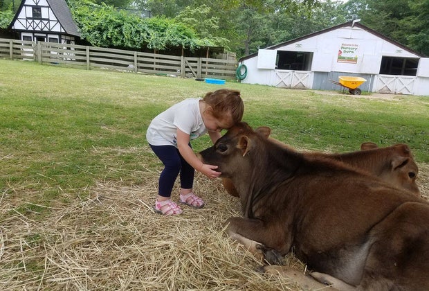 Girl hugging a cow at the Long island Game Farm petting zoo