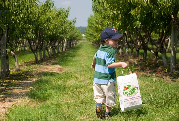 Image of a young child at an orchard for apple picking near Boston.