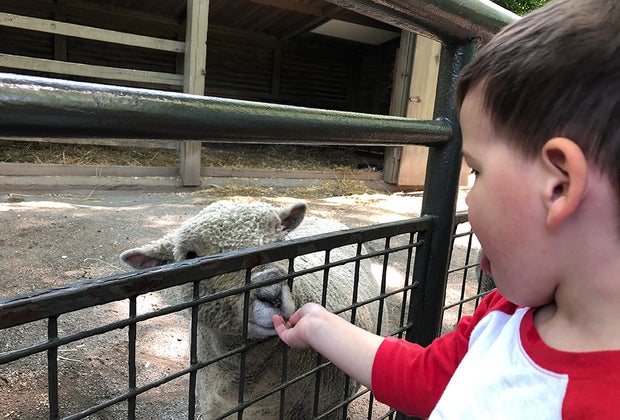 Kids can feed sheep and other animals at the Children's zoo.
