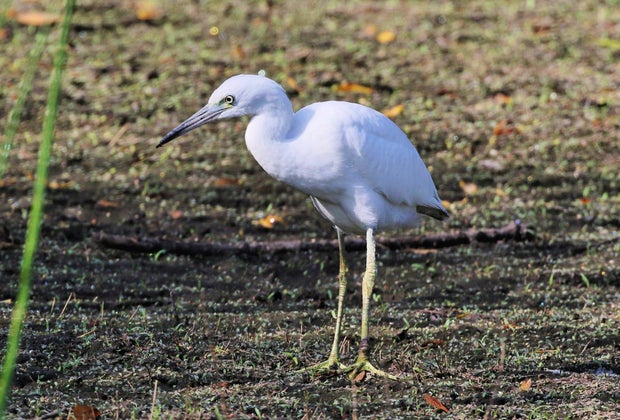 Wildlife Hikes for Kids in Los Angeles: Little Blue Heron at the Madrona Marsh.