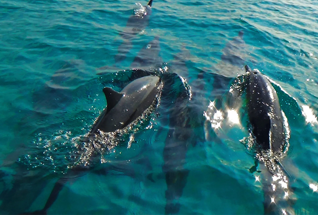 Dolphins : The Maldives
