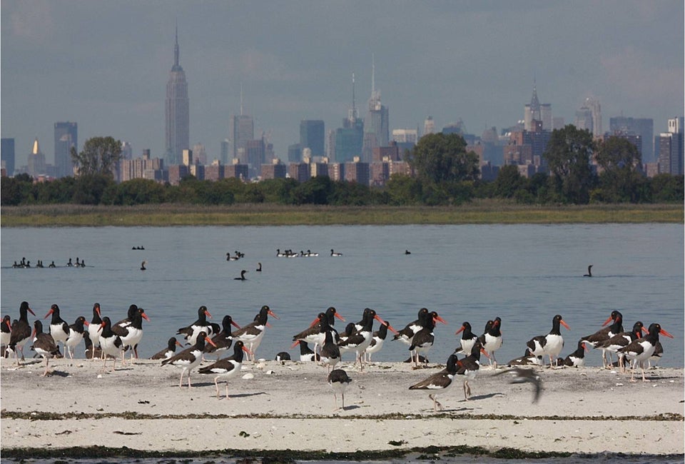 Annual Jamaica Bay Shorebird Festival