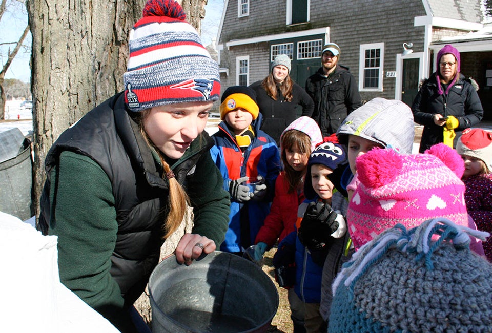 Maple Sugaring with Boston Kids: Maple Syrup Festivals and Sugar House Tours It's February 2023, time for maple sugaring with Boston kids! Maple Sugar collection at Appleton Farms photo courtesy of The Trustees