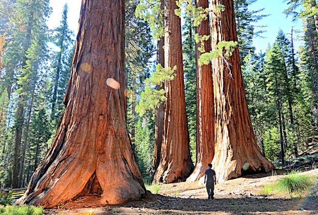Yosemite National Park with kids: Mariposa Grove