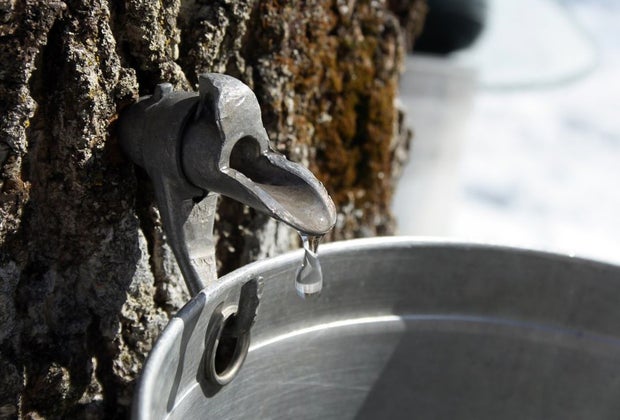Photo of a maple tap-Maple Sugaring with Boston Kids
