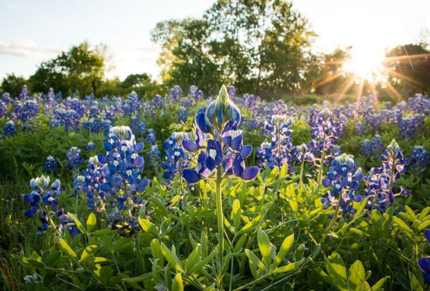 Bluebonnets are the Texas state flower.