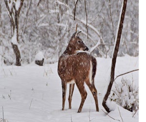 Join the Meadowside Nature Center for its First Day Hike. Photo courtesy of Meadowside Parks