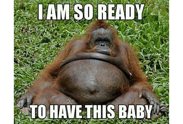 I'm so ready to have this baby meme with orangutan