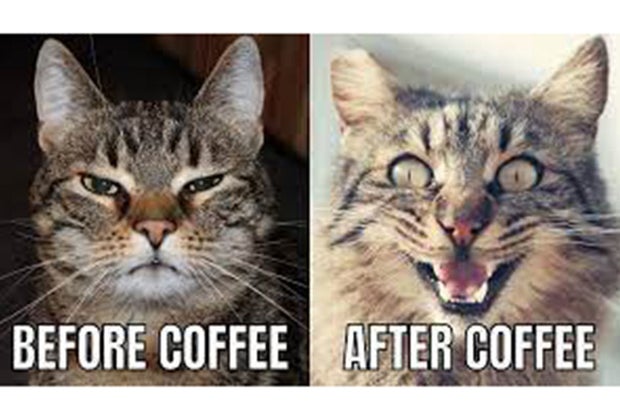 before coffe after coffee cat meme